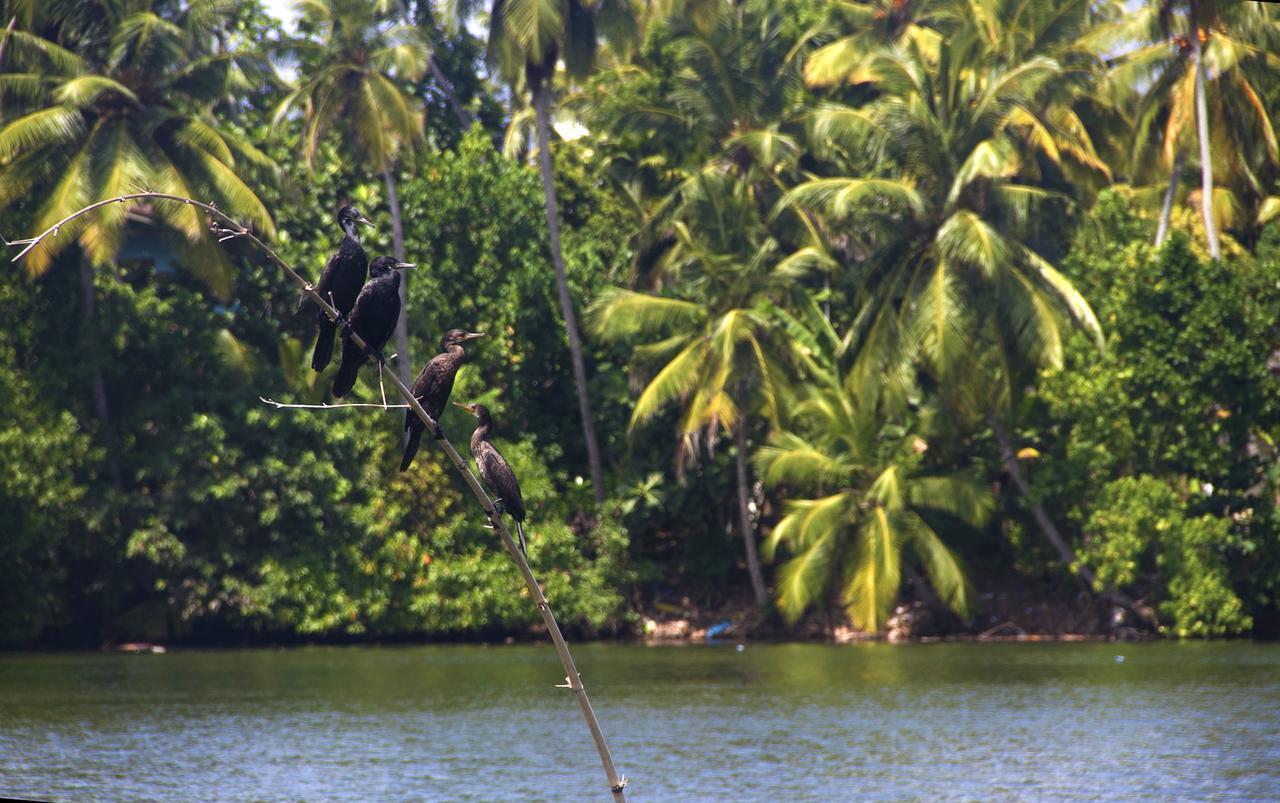 New Shangrela Beach Resort Ambalangoda  Eksteriør billede